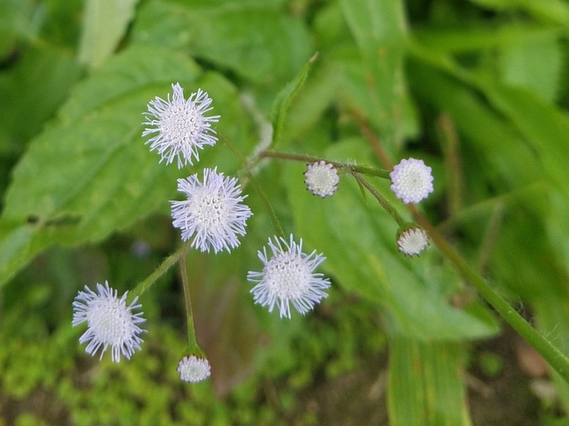 Ageratum gaumeri photo 5