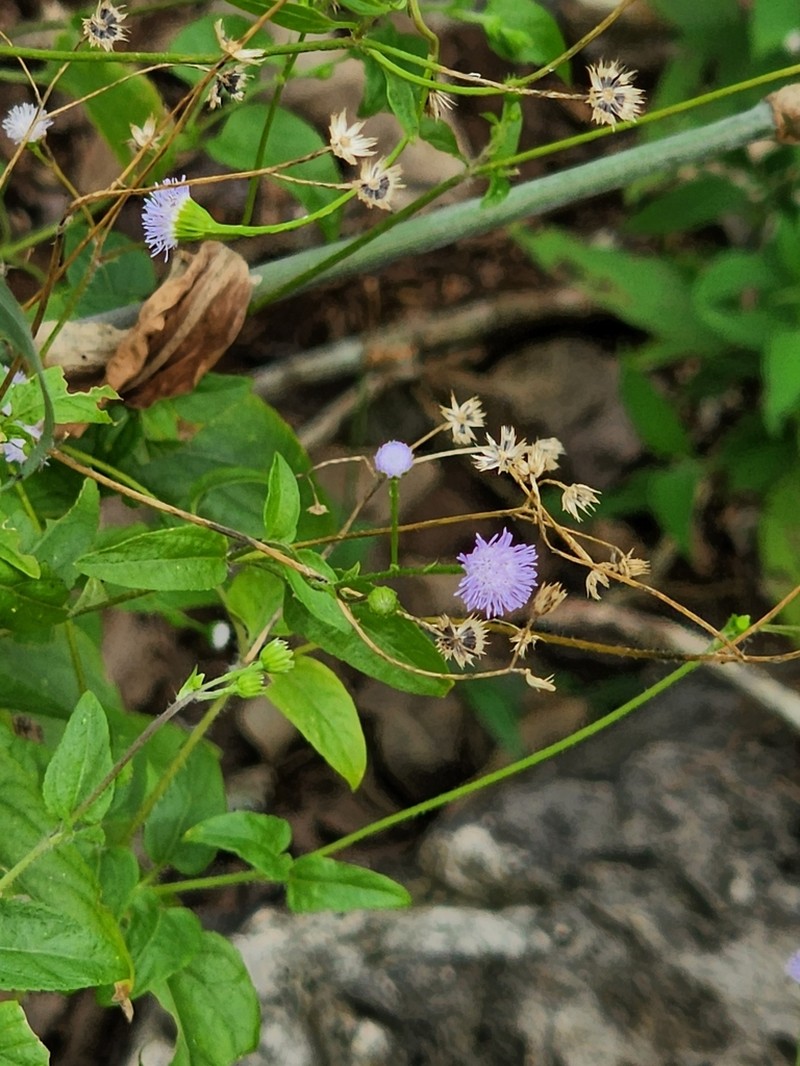 Ageratum gaumeri photo 6