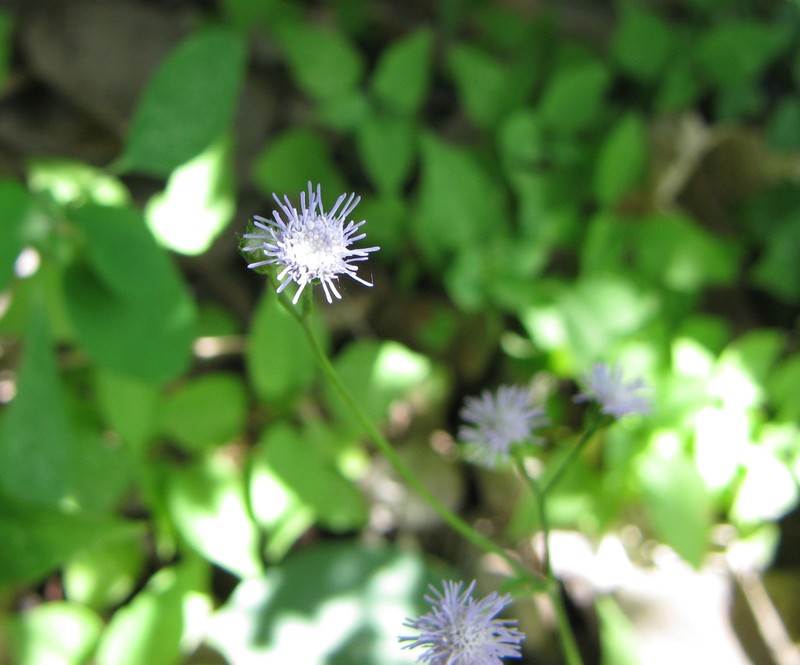 Ageratum gaumeri photo 7