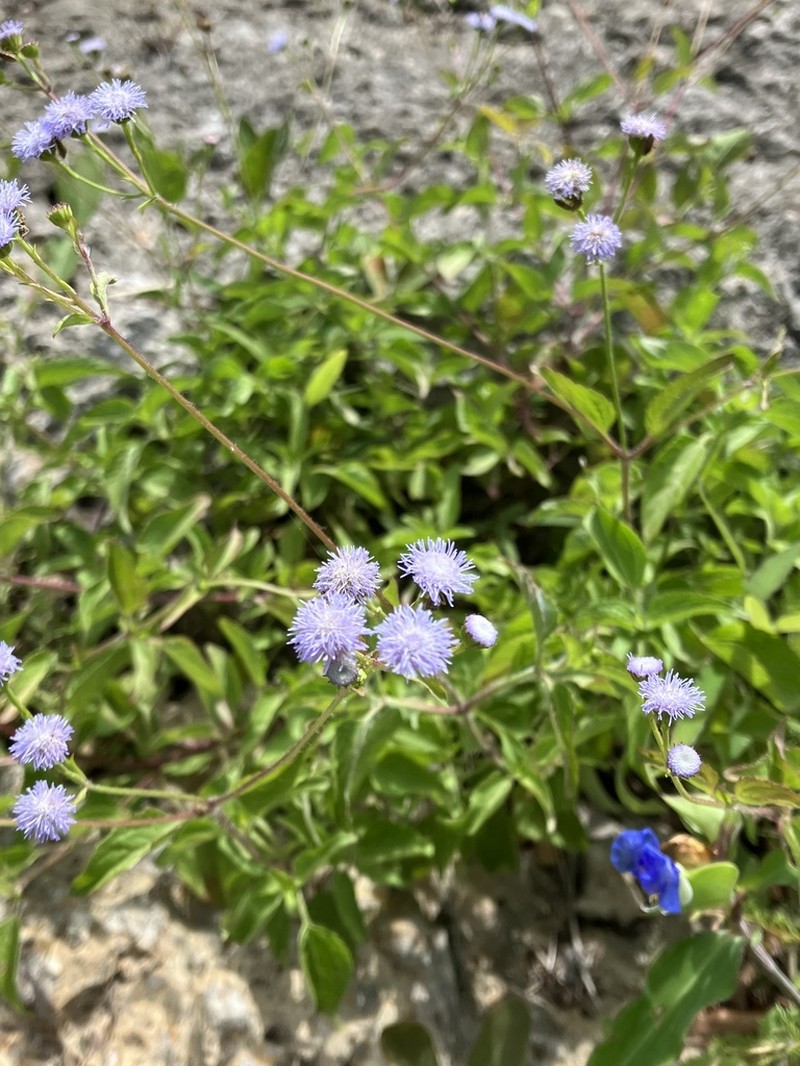 Ageratum gaumeri photo 8