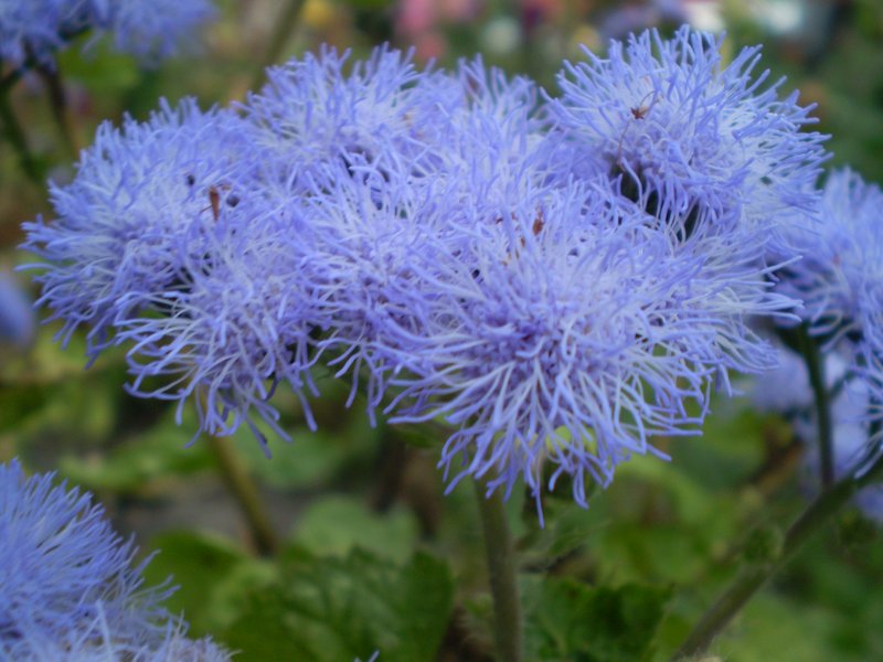 Bluemink photo 2