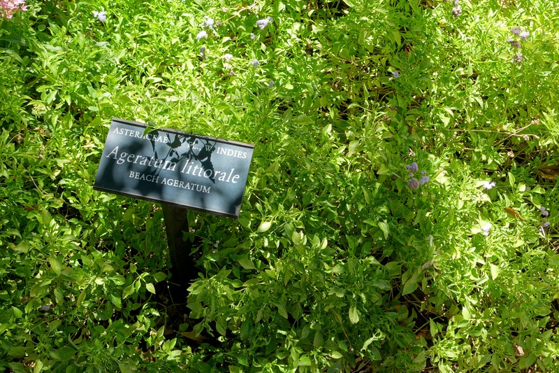 Cape Sable Whiteweed