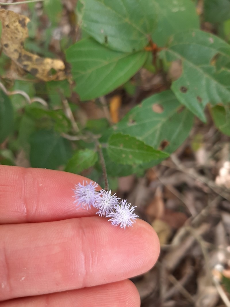 Cape Sable Whiteweed