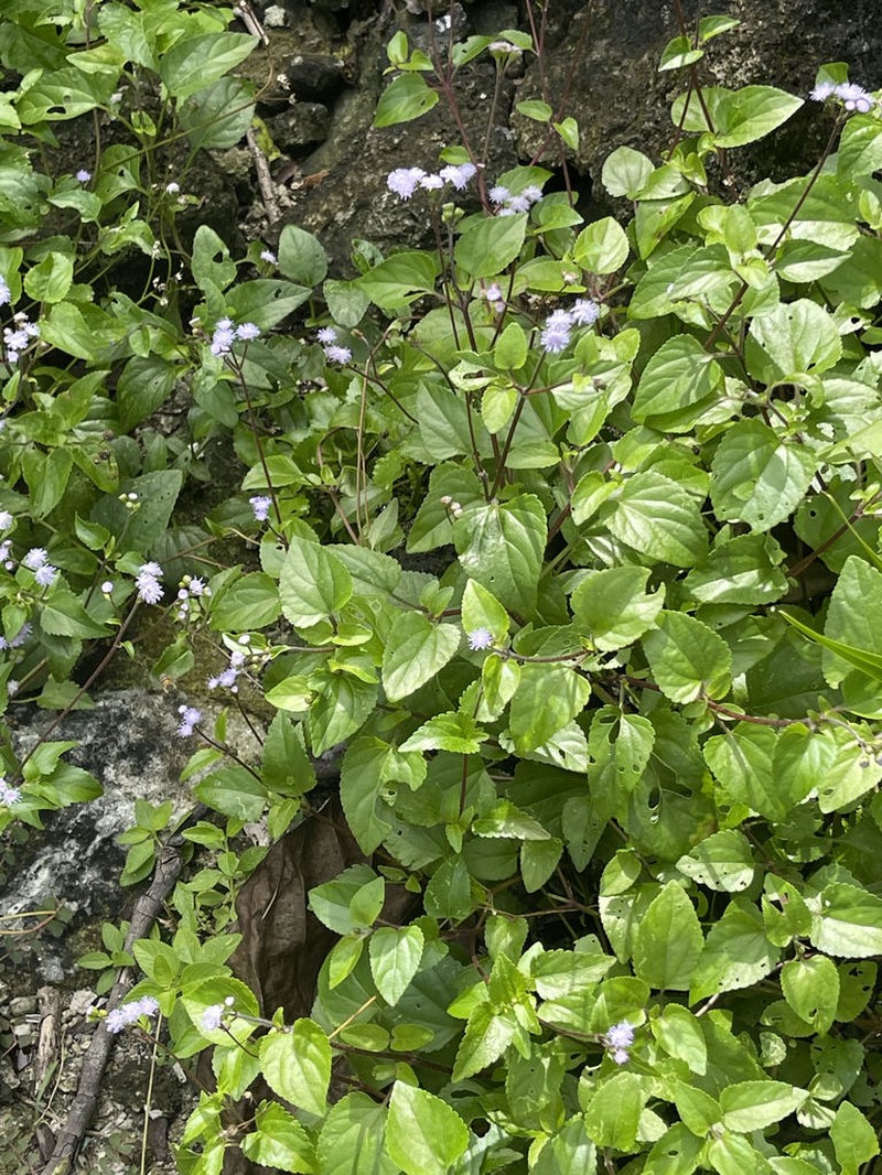 Cape Sable Whiteweed photo 4