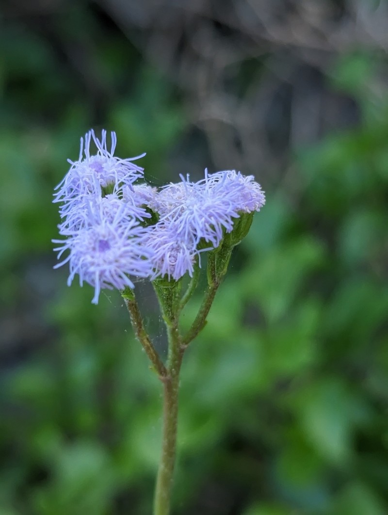 Cape Sable Whiteweed photo 5