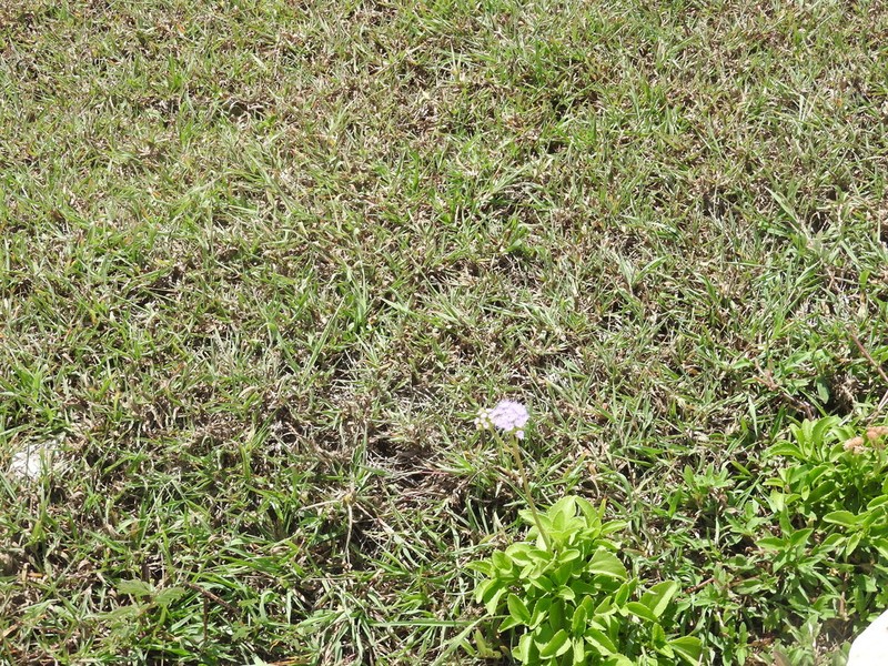 Cape Sable Whiteweed photo 6