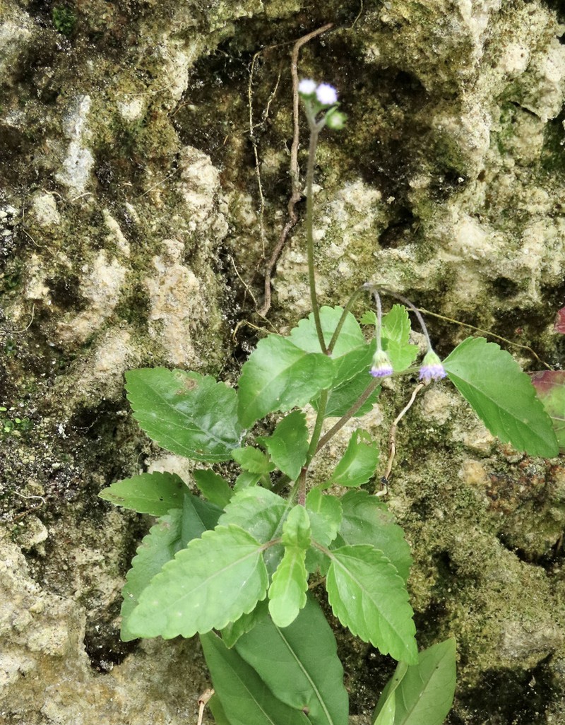Cape Sable Whiteweed photo 8