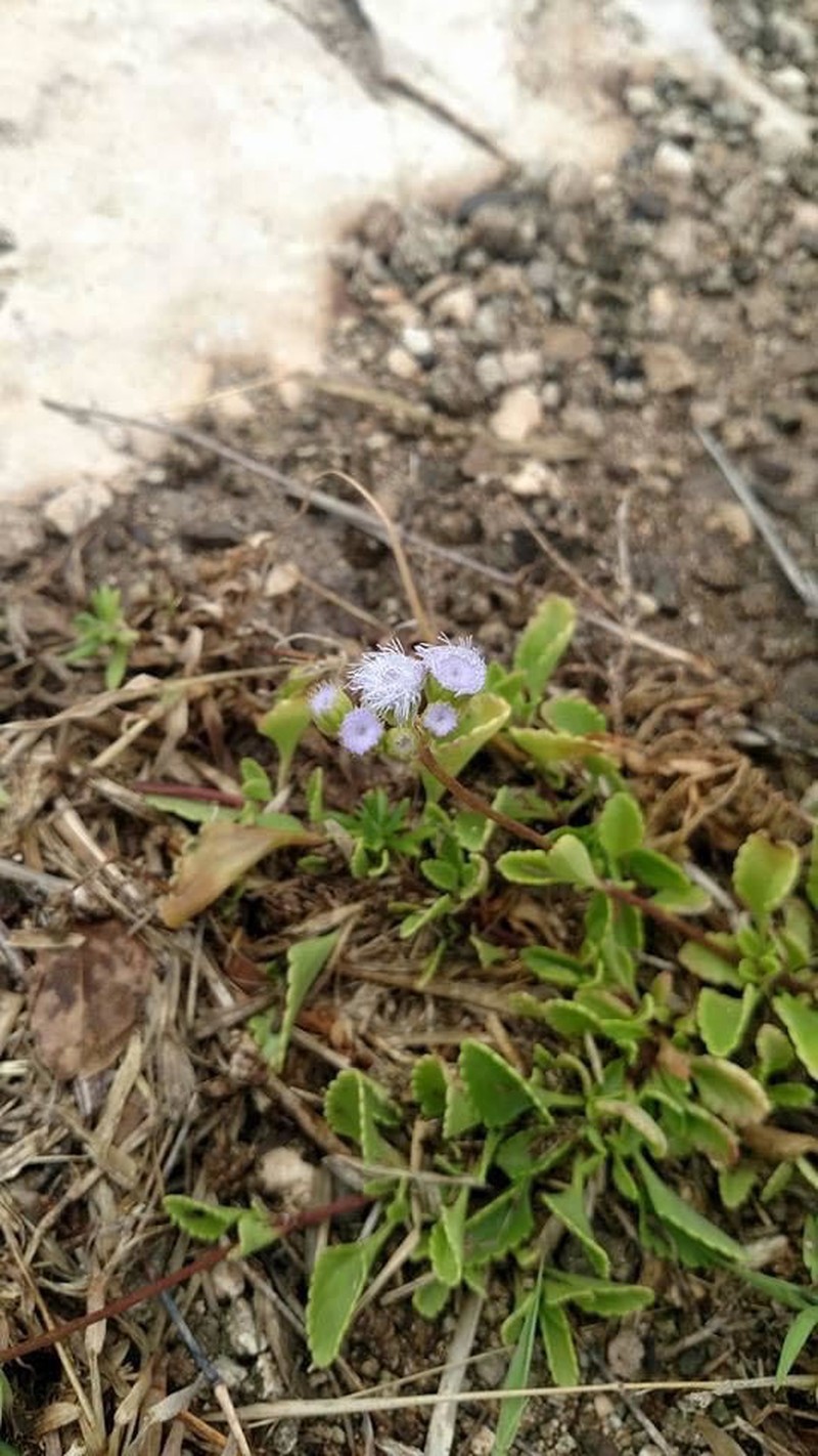 Ageratum maritimum