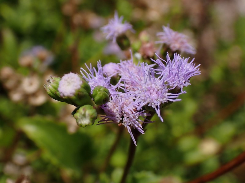 Ageratum maritimum photo 2