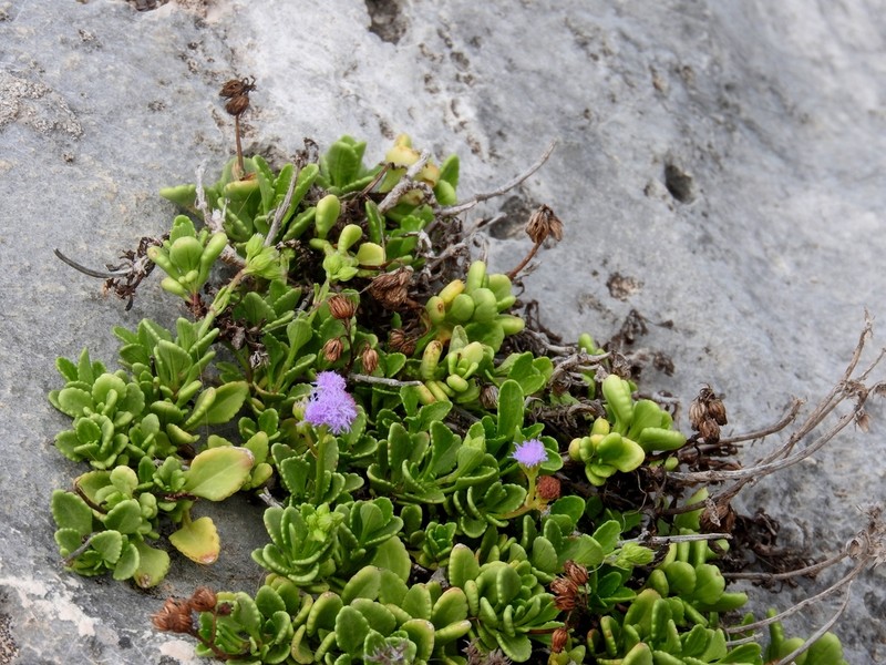 Ageratum maritimum photo 3