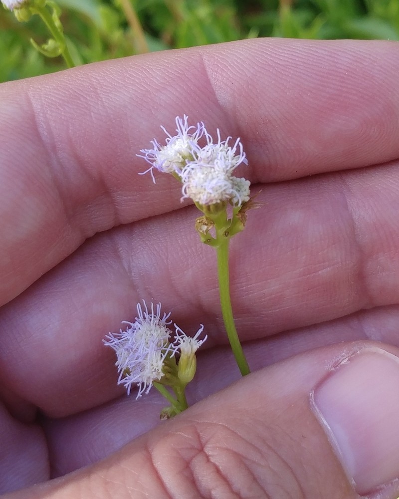 Ageratum maritimum photo 4