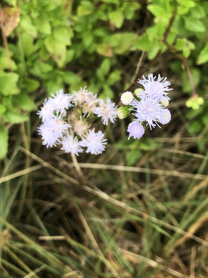 Ageratum maritimum photo 5