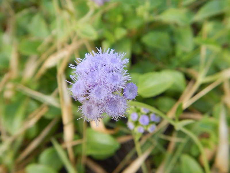 Ageratum maritimum photo 6