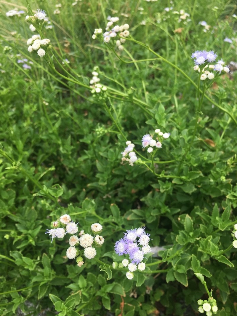 Ageratum maritimum photo 7