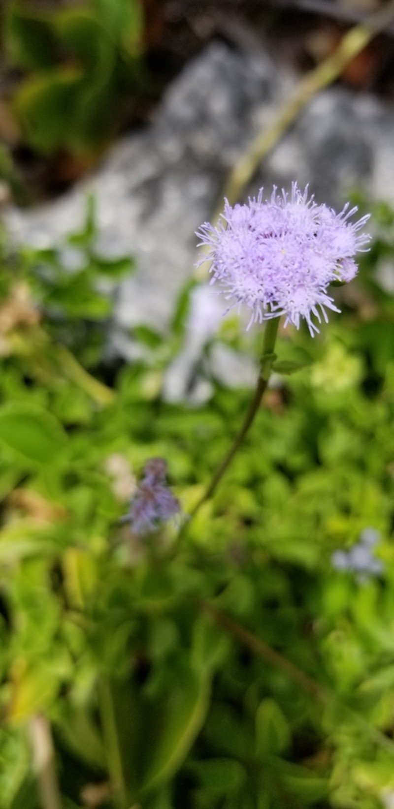 Ageratum maritimum photo 8