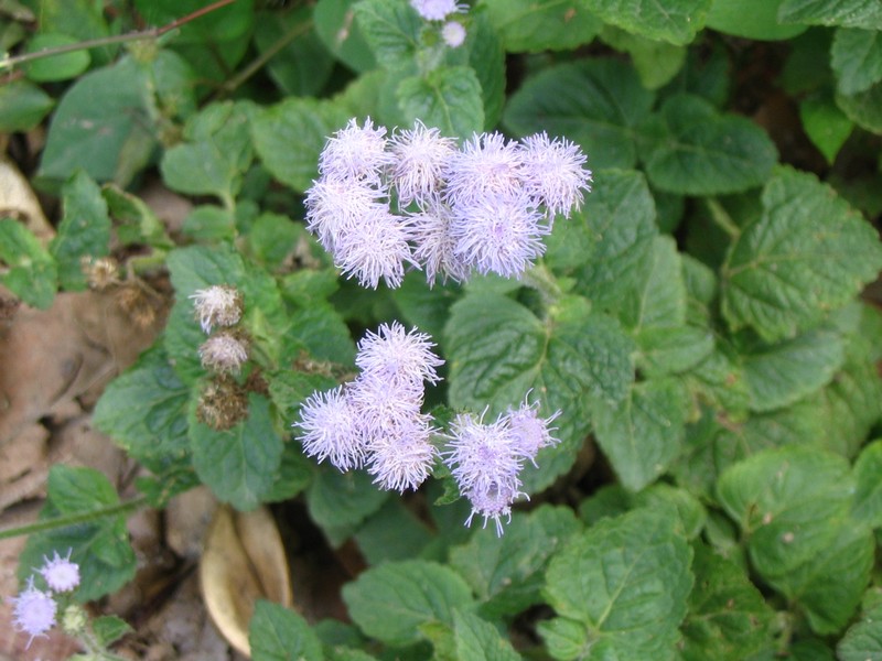 Ageratum microcarpum