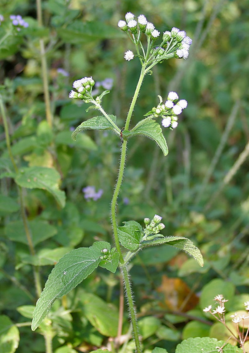 Ageratum microcarpum photo 3