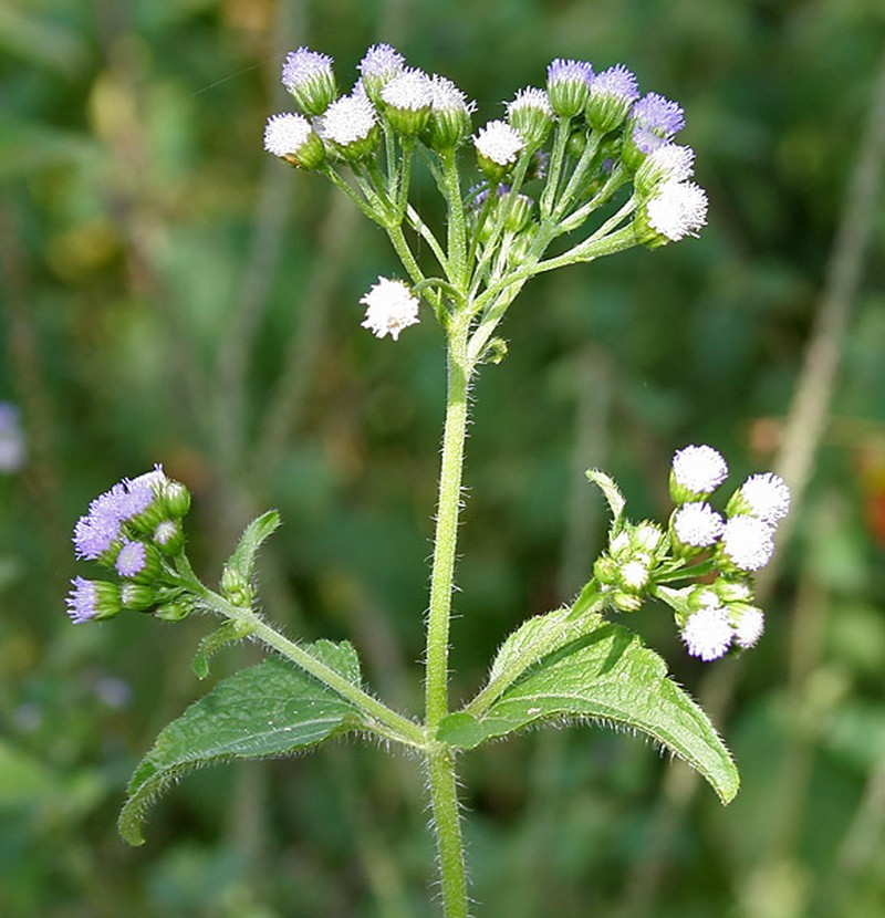 Ageratum microcarpum photo 4