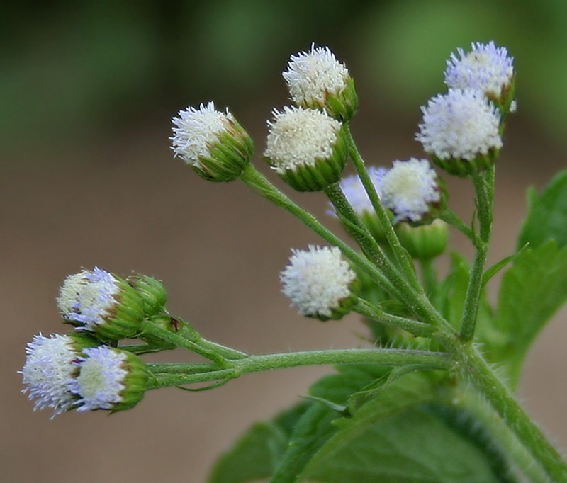 Ageratum microcarpum photo 5