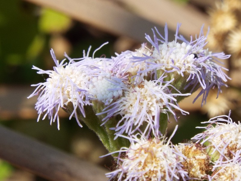 Ageratum microcephalum photo 3