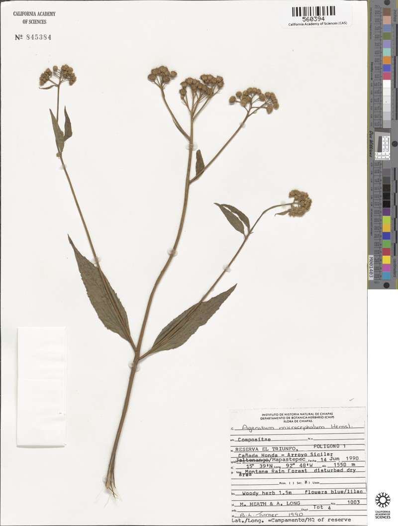 Ageratum microcephalum photo 4