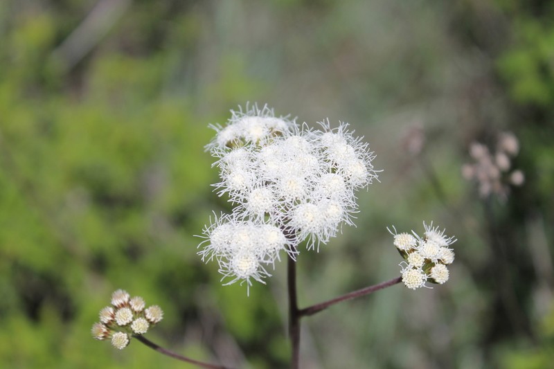 Ageratum paleaceum photo 2