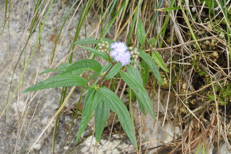 Ageratum paleaceum photo 5
