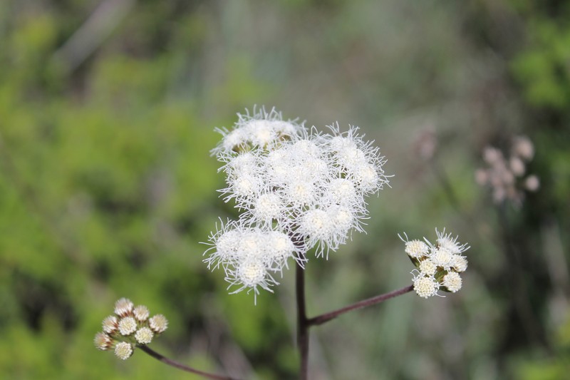 Ageratum paleaceum photo 6