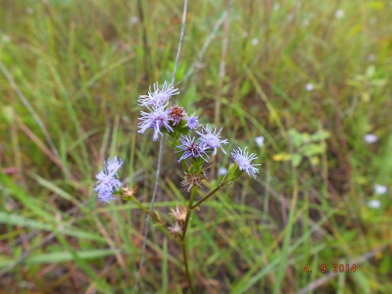 Ageratum peckii photo 2