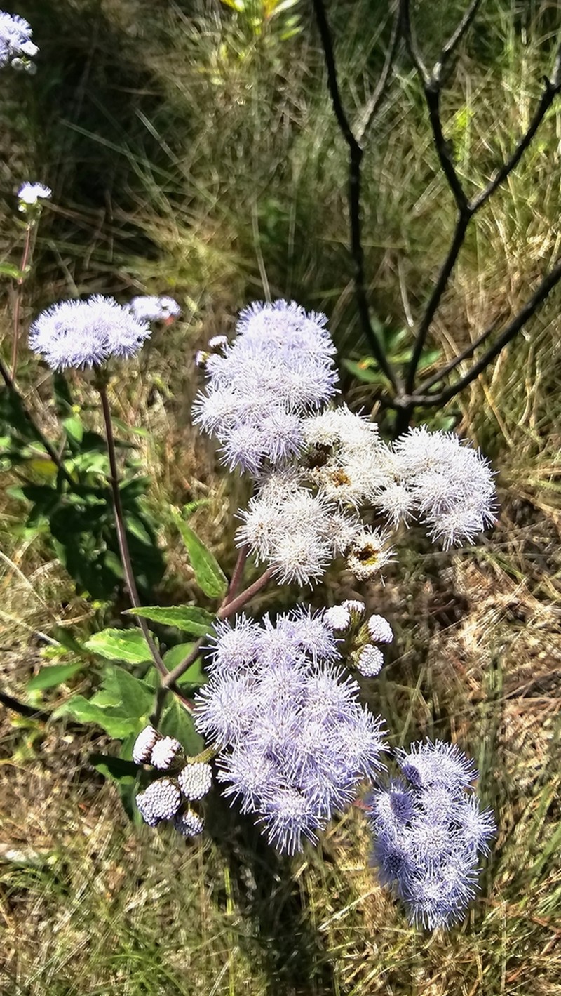 Ageratum peckii photo 3