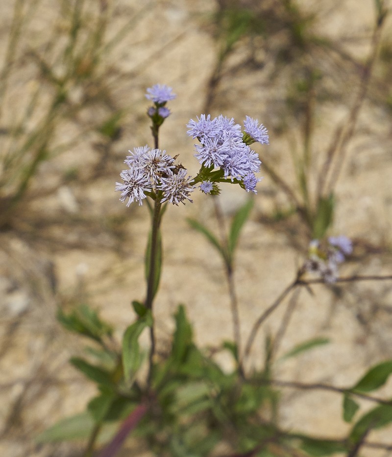 Ageratum peckii