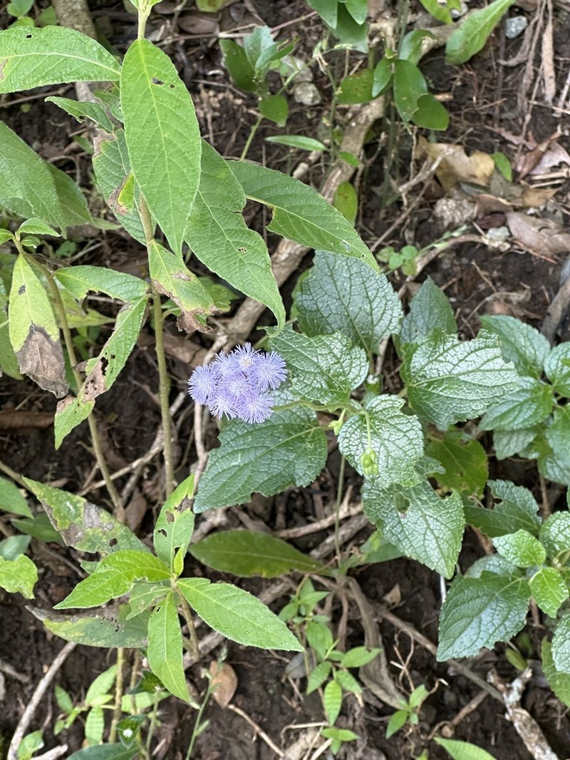 Ageratum petiolatum