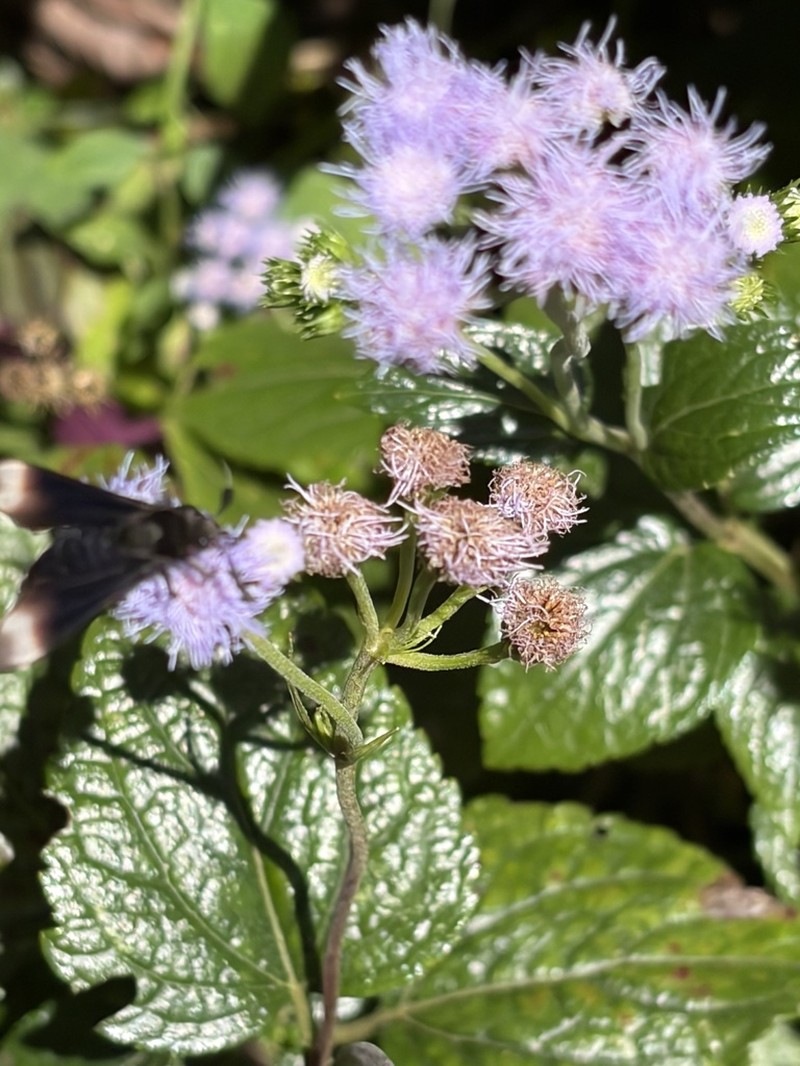 Ageratum petiolatum photo 2
