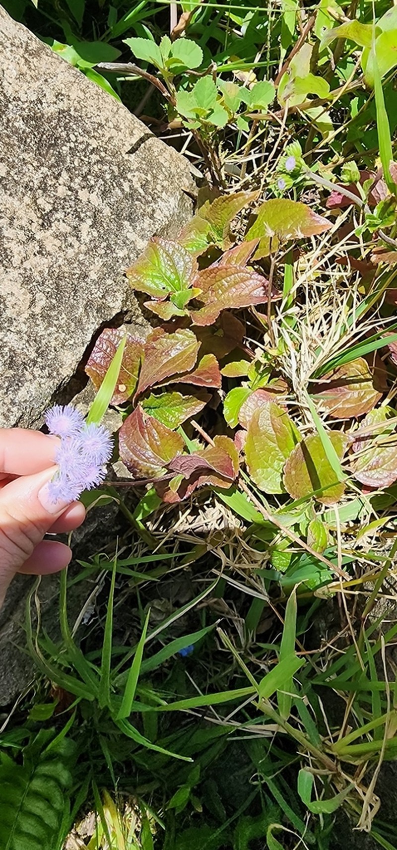 Ageratum petiolatum photo 3