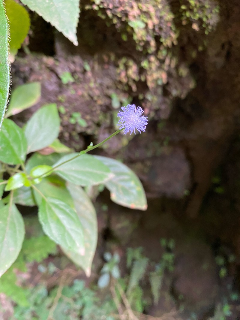 Ageratum petiolatum photo 4
