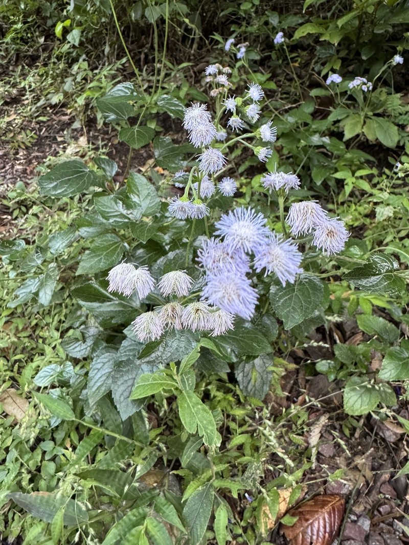 Ageratum petiolatum photo 5