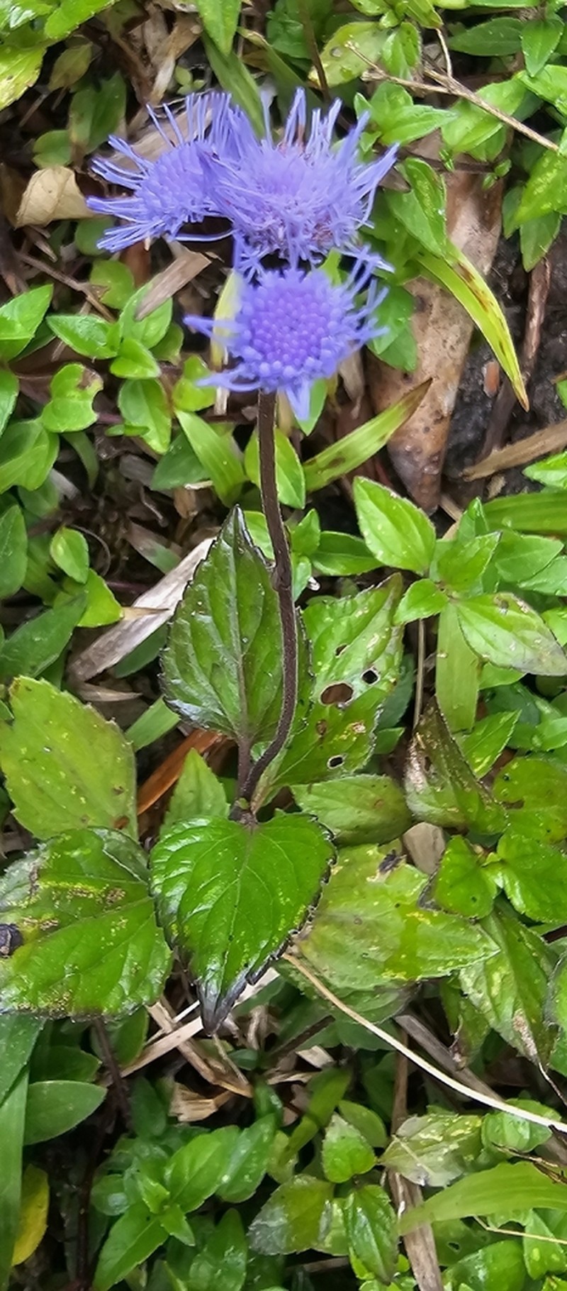 Ageratum petiolatum photo 6