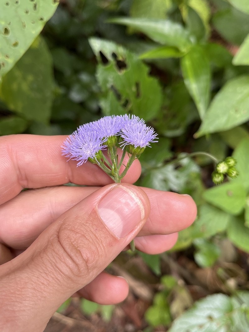 Ageratum petiolatum photo 7
