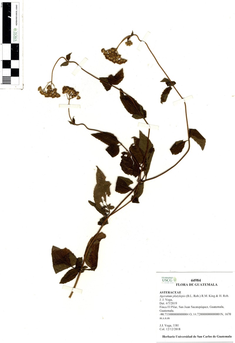 Ageratum platylepis