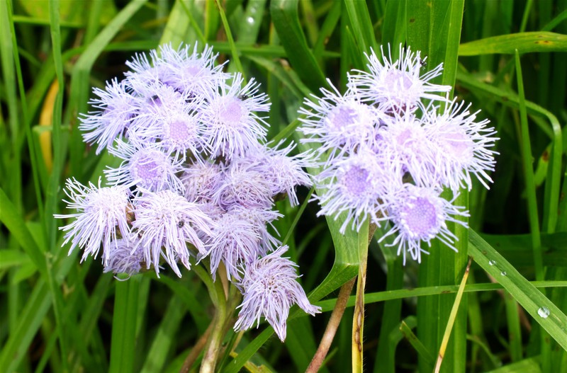 Ageratum platypodum photo 2