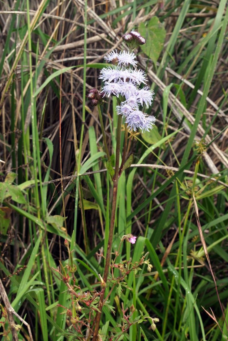 Ageratum platypodum photo 2