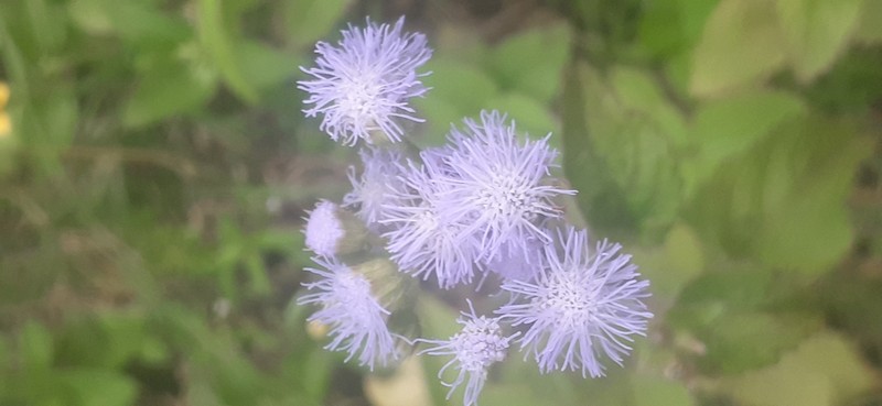 Ageratum rugosum