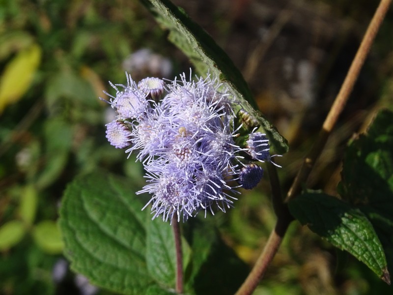 Ageratum rugosum photo 4