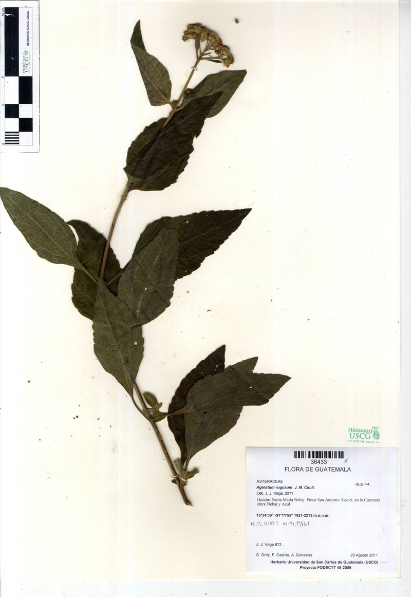 Ageratum rugosum photo 5