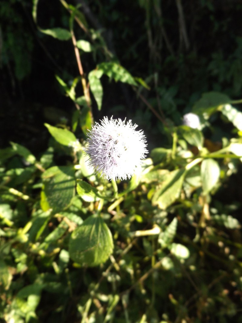 Ageratum salvanaturae