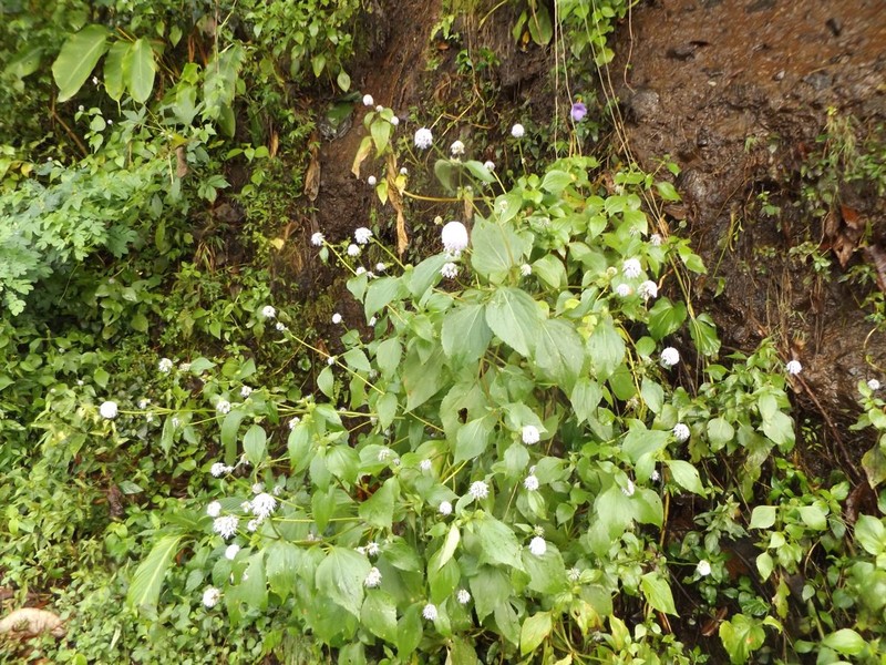 Ageratum salvanaturae photo 2