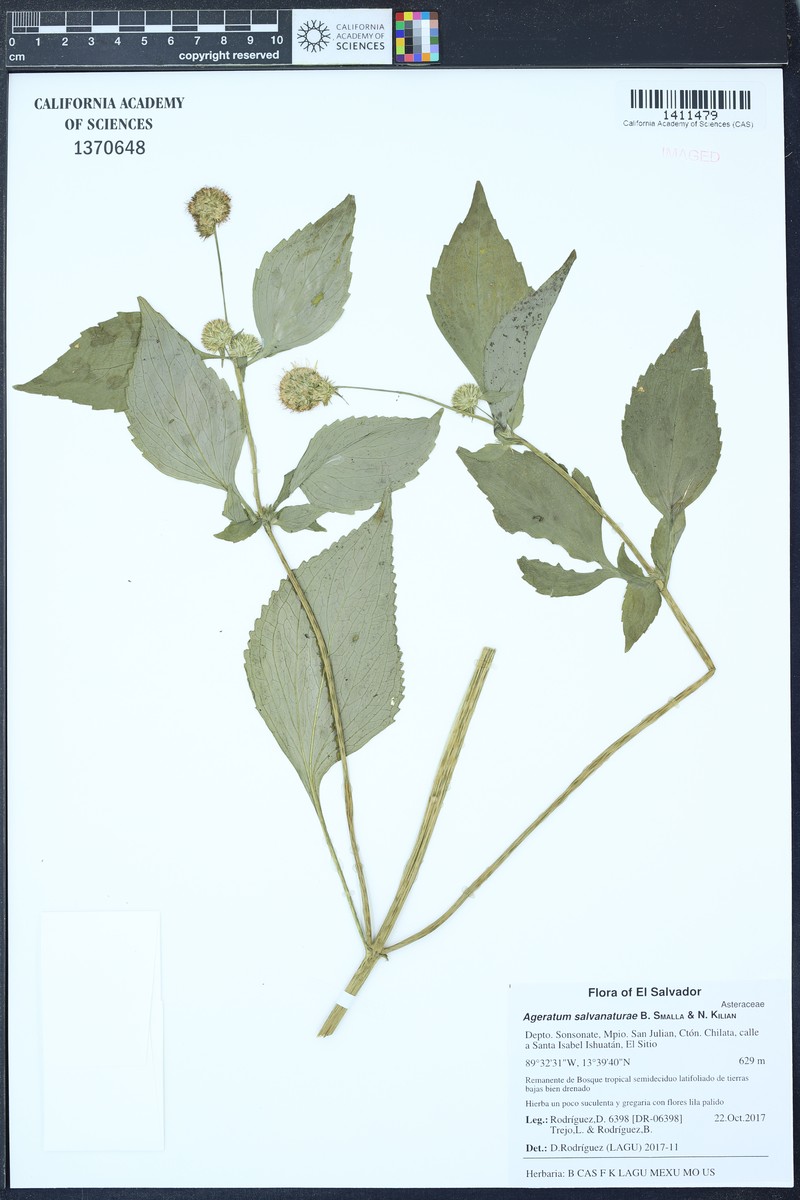 Ageratum salvanaturae photo 3