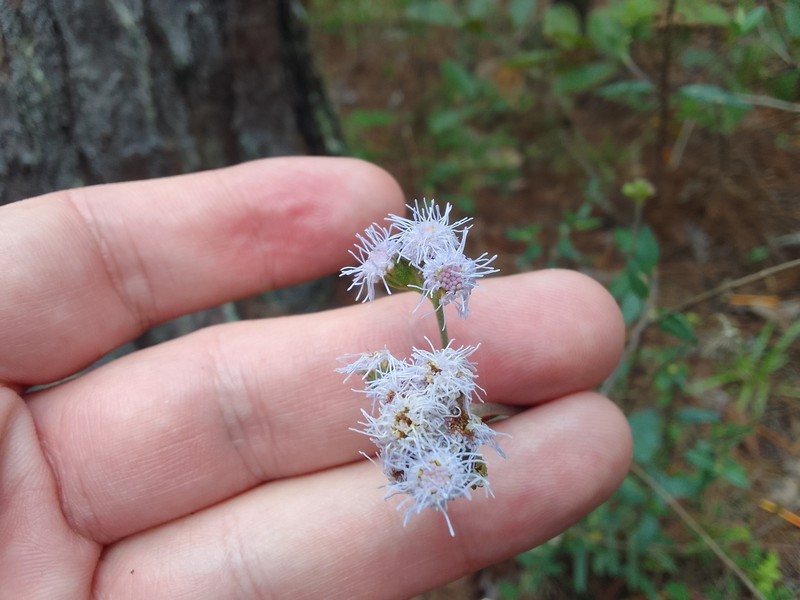 Ageratum standleyi photo 2