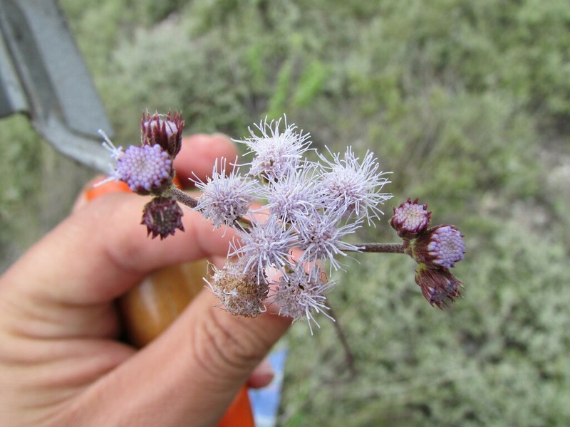 Ageratum tehuacanum photo 2