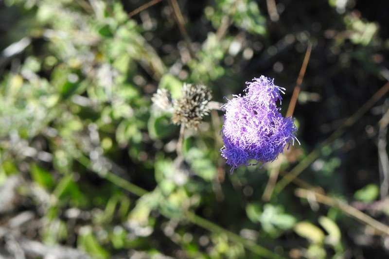 Ageratum tehuacanum photo 4